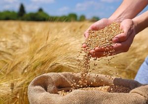 خرید ۲۰۷ هزار تن گندم با ارزش بیش از ۹۳ هزار و ۸۲۸ میلیارد ریال در آذربایجان شرقی
