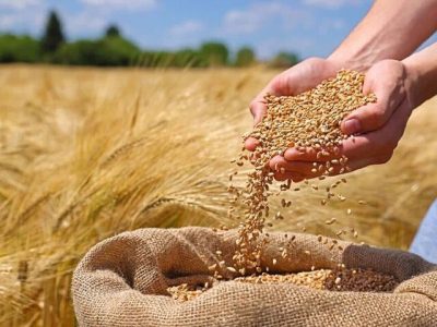 خرید ۲۰۷ هزار تن گندم با ارزش بیش از ۹۳ هزار و ۸۲۸ میلیارد ریال در آذربایجان شرقی