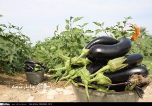بادمجان؛ خوراکی بنفشی که به سلامت صورت کمک می‌کند