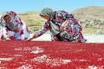 سماق هوراند در مسیر بازارهای جهانی