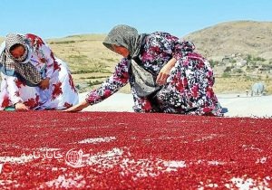 سماق هوراند در مسیر بازارهای جهانی