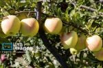 سیب مراغه در مسیر کسب نشان جهانی جغرافیایی
