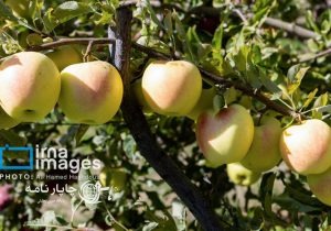 سیب مراغه در مسیر کسب نشان جهانی جغرافیایی